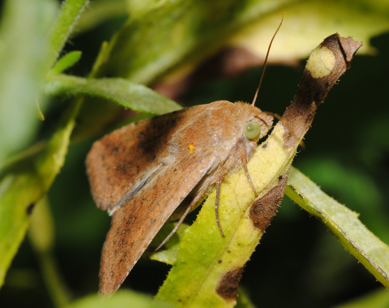 Identificazione - Noctuidae